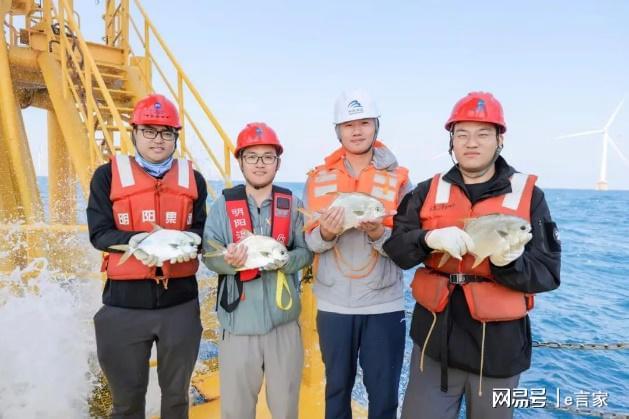“明渔一号”第二季规模化养殖大获成功深远海风渔融合再创佳绩(图1)
