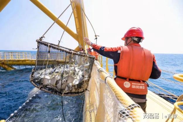 “明渔一号”第二季规模化养殖大获成功深远海风渔融合再创佳绩(图3)